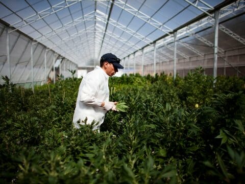 cannabis salary guide 2 Cultivation Manager cannabis salary guide preview