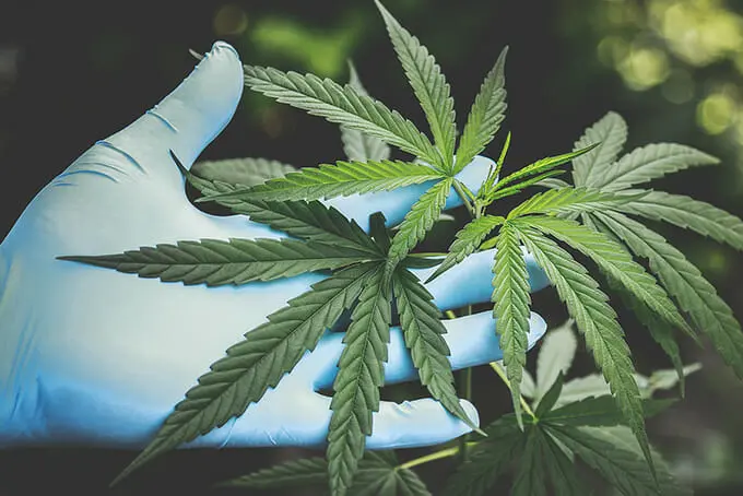 Gloved hands touching cannabis plant