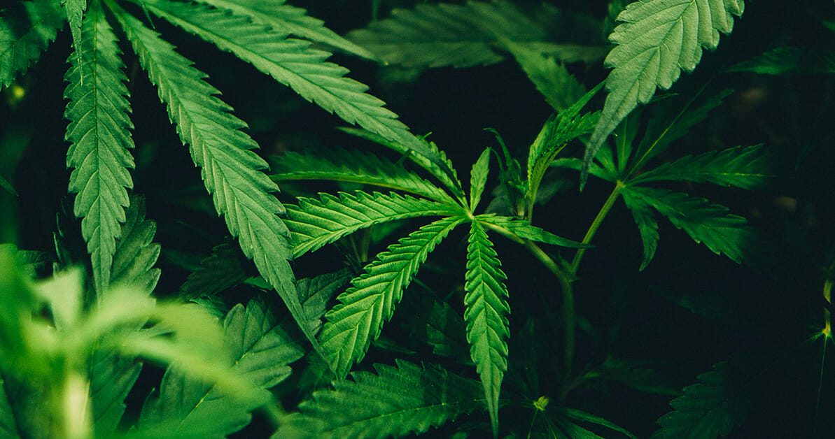 close-up shot of cannabis plants