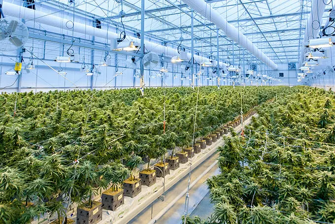 cannabis indoor grow facility 