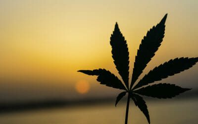 Cannabis Industry Jobs Market is Booming, According to WeedWeek’s Interpretation of the CannabizTeam Salary Guide