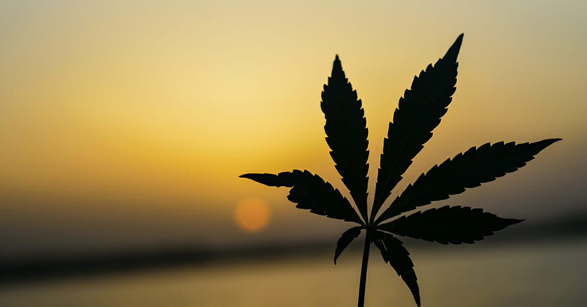cannabis silhouette