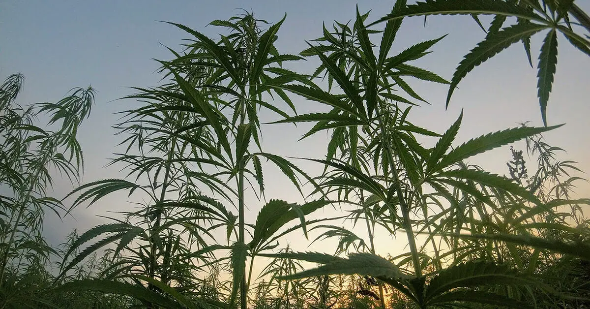cannabis plants sunset