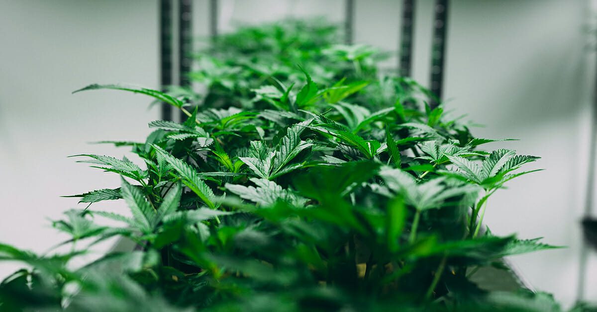cannabis plants in an indoor grow