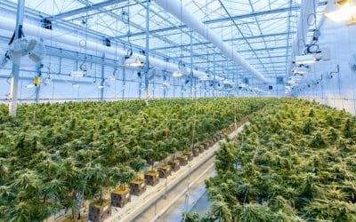 CannabizTeam’s CEO Discusses Employment in the Cannabis Industry on Benzinga Cannabis Hour