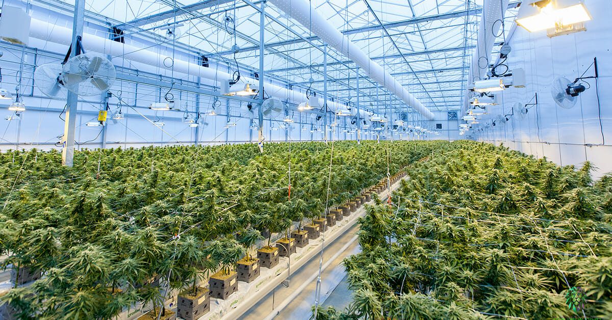 multiple rows of cannabis plants in an indoor facility