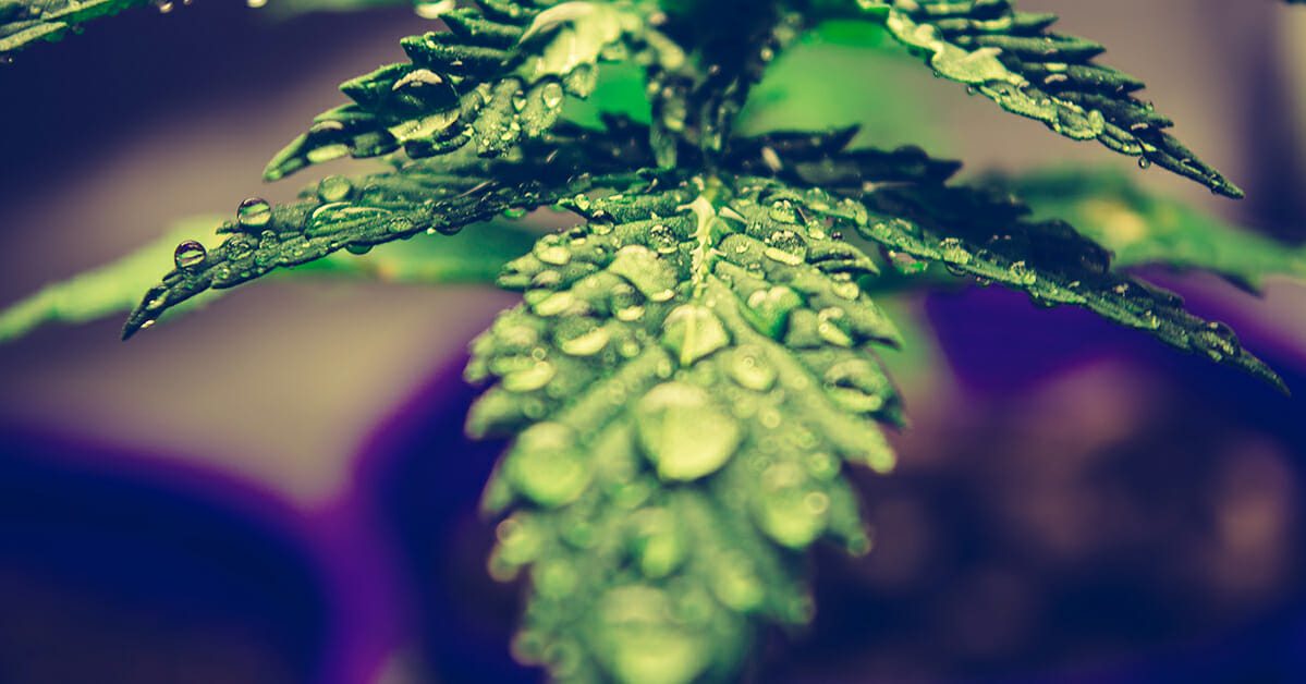 Cannabis plant watered