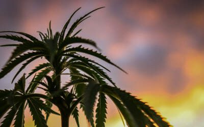 Cannabis Year in Review: 6 Amazing Cannabis Industry Highlights in 2020