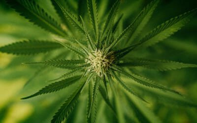 CannabizTeam CEO Discusses 2020 Cannabis Market Highlights with Andrew Ward of Benzinga