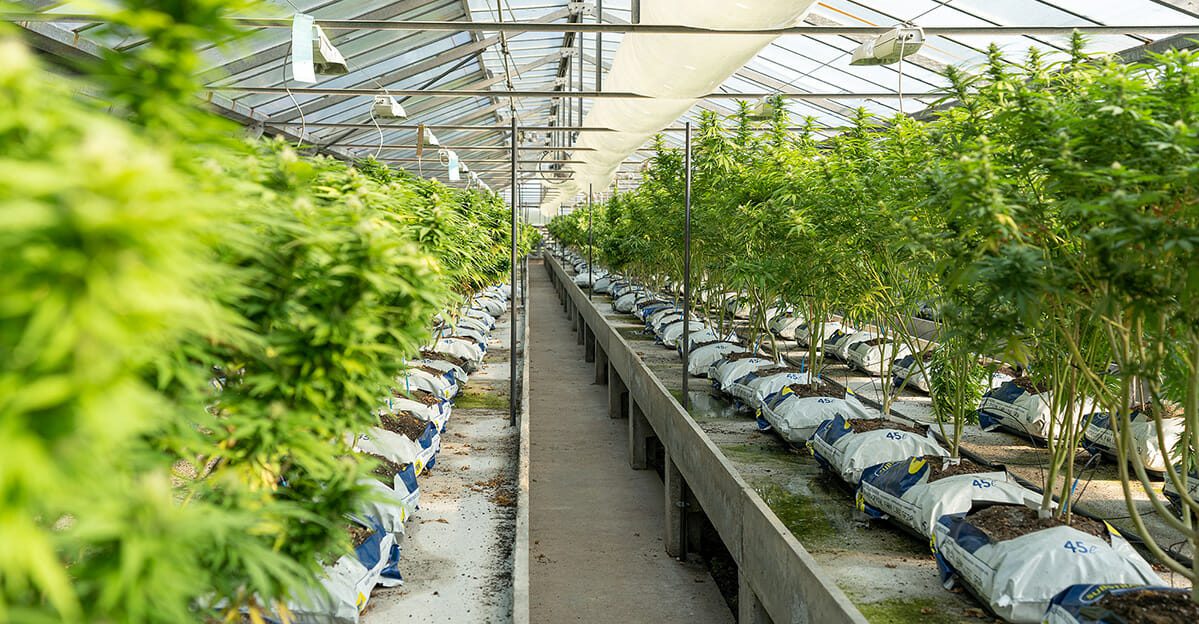 Rows of cannabis plant at an indoor farming facility