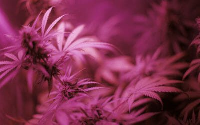 Liesl Bernard Makes 2021 Cannabis Industry Predictions for MG Magazine