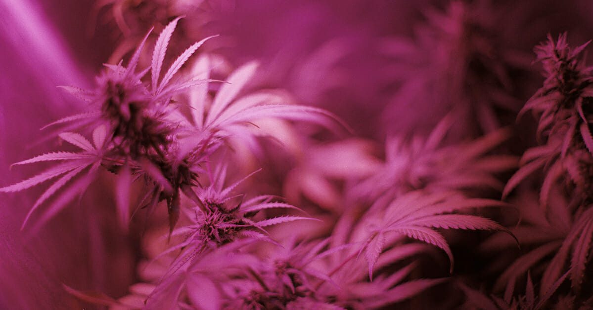 Cannabis in pink filter