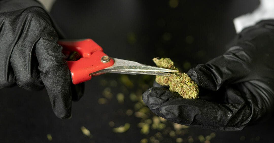 Cannabis Trimmer Jobs A Guide on How to Trim Cannabis
