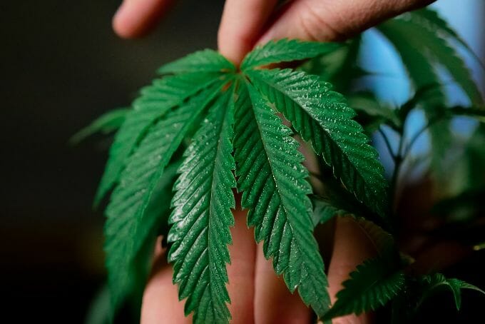 Cannabis trim leaf