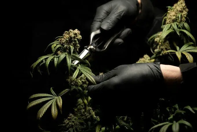 Trim Cannabis Plants by Hand