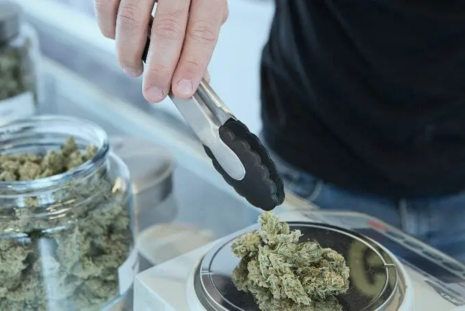 man weighing the cannabis product