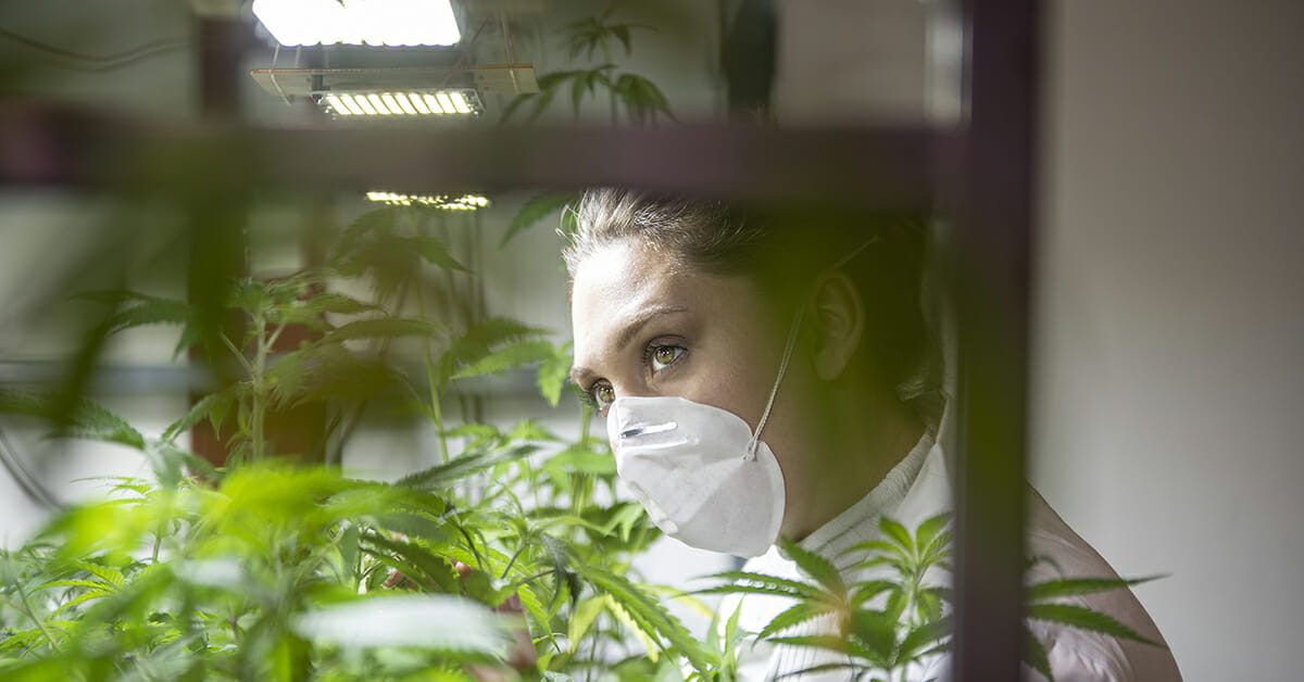 female cannabis cultivation technician observing the cannabis plants