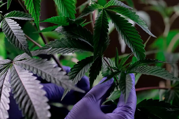 cannabis cultivation associate checking marijuana plant