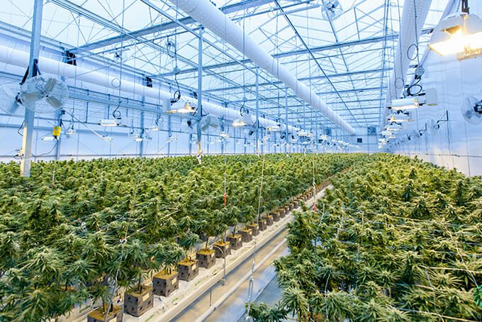 cannabis indoor farming facility with a sea of marijuana plants 