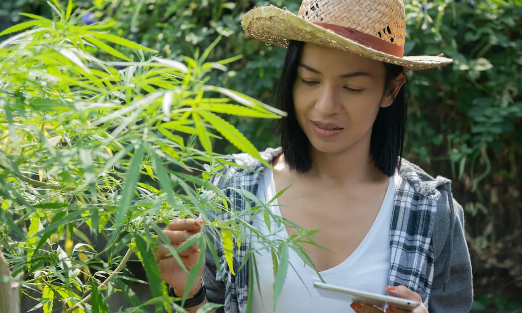 cannabis-cultivation-salary-guide cultivation tech - cannabis cultivation salary guide