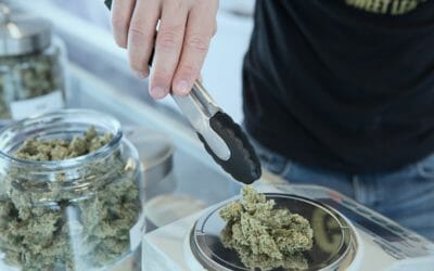 Tips For How To Start A Career In The Cannabis Industry
