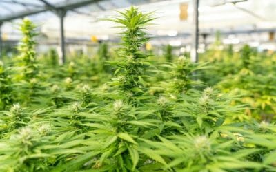 Industry Insights: Introducing the 2021 Cannabis Cultivation Salaries & Trends Report
