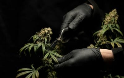 How To Attract Top Talent From Other Industries To Cannabis