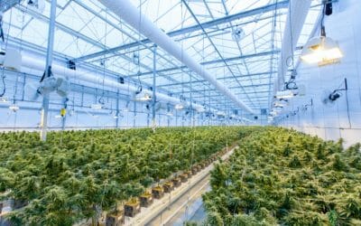 Top Five Jobs In The Cannabis Industry You Might Not Know About