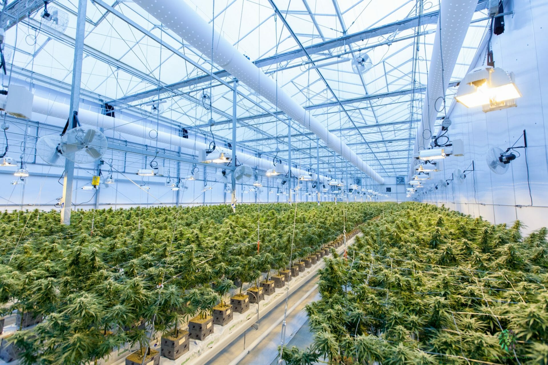 top jobs in cannabis industry