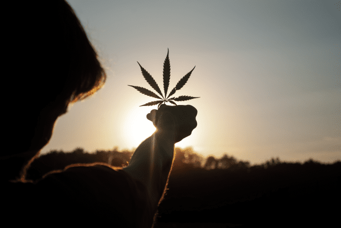 cannabis user holding marijuana leaf 
