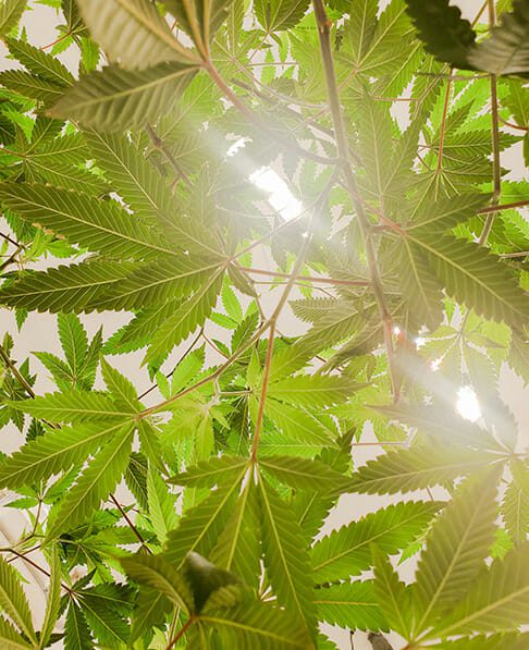 cannabis plant in the tri-state cannabis market with sunshine